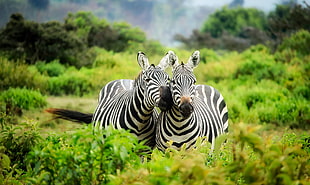 two zebra standing in the forest surrounded by grass and plants