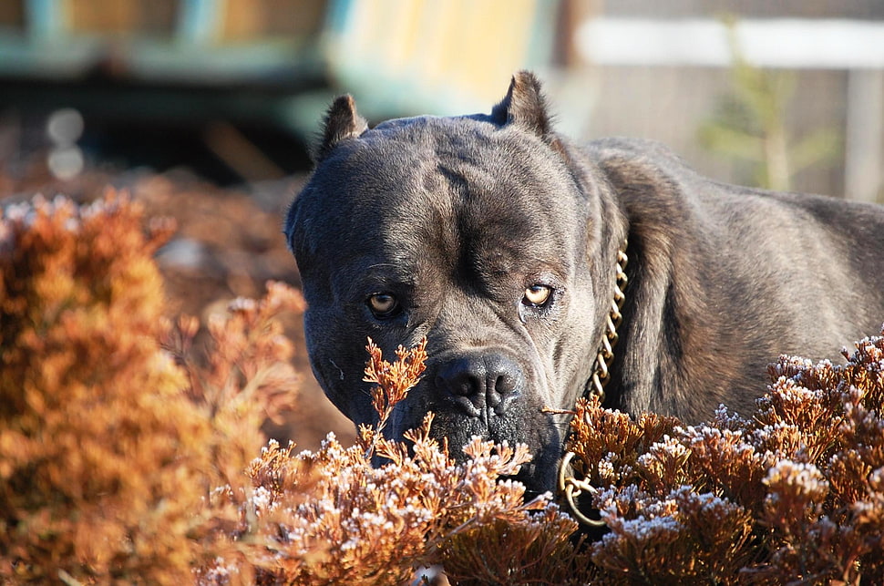 black American Bully dog HD wallpaper