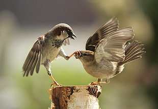 two brown hummingbirds, sparrow, macro, blurred, fighting