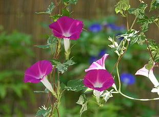 purple trumpet vine flower photo HD wallpaper