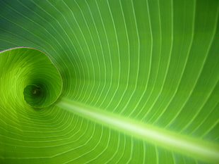 banana leaf interior HD wallpaper
