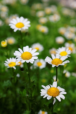 white-and-yellow flowers tilt shift lens photography, daisy