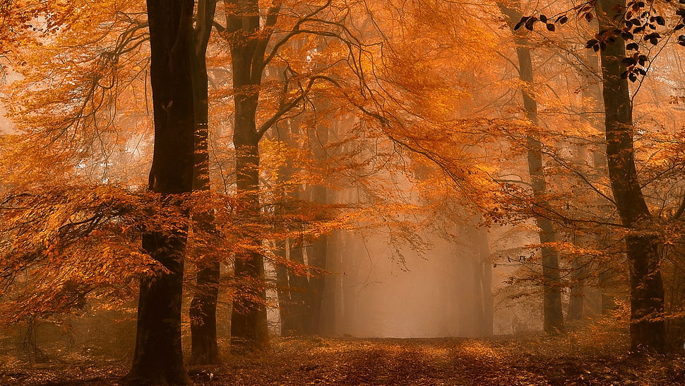 maple tree, nature, landscape, forest, fall HD wallpaper