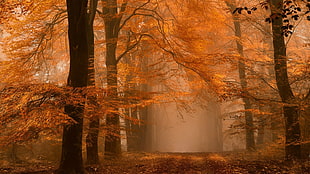 maple tree, nature, landscape, forest, fall