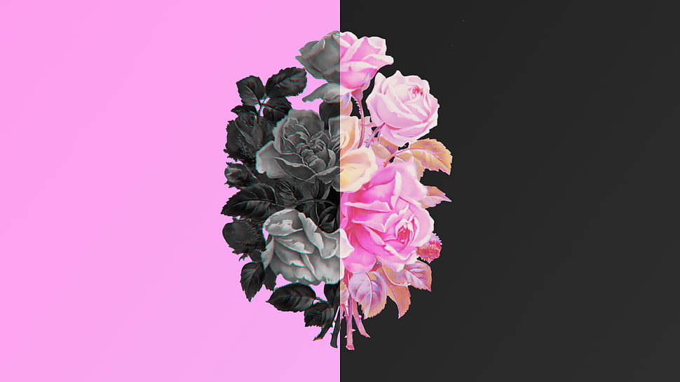 gray and pink petaled flowers illustration, nature,  flower, black, rose HD wallpaper