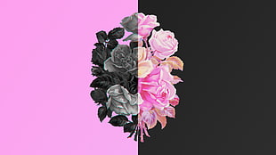 gray and pink petaled flowers illustration, nature,  flower, black, rose