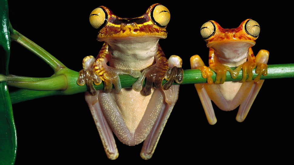 two brown frog HD wallpaper