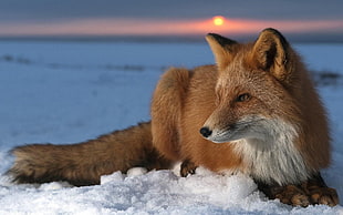 brown and white fox, fox, animals, snow