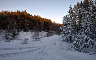 brown trees and ice road pathway during daytime