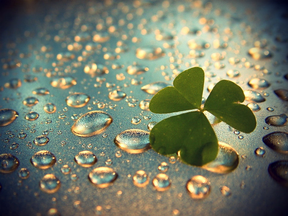 green 3-leaf clover HD wallpaper