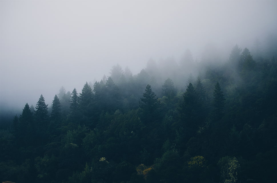 Pine Tree's on mountains HD wallpaper