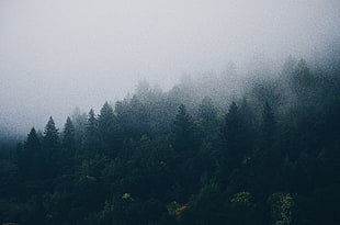 Pine Tree's on mountains