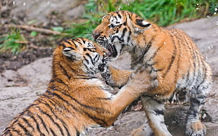 two brown-and-black tigers fighting