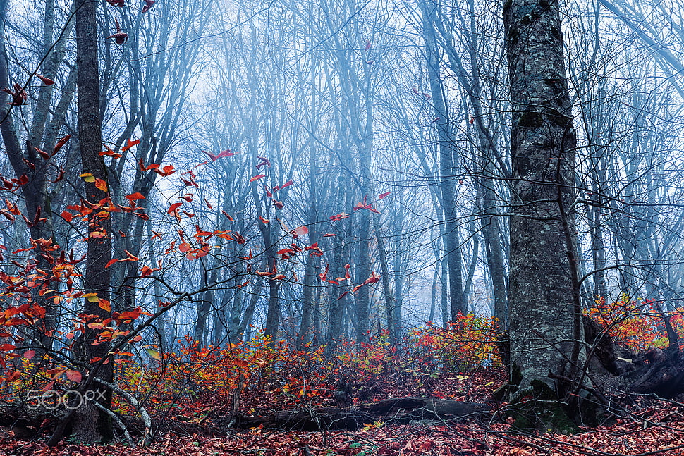 grey trees, nature, fall, forest, 500px HD wallpaper
