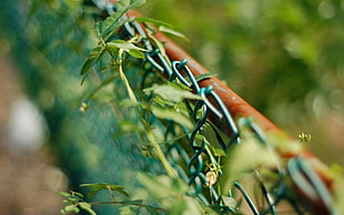 shallow focus photography of green steel cyclone fence