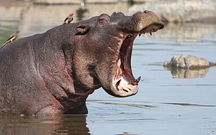 black hippo in body of water during daytime