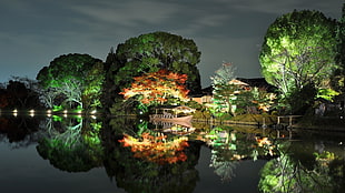 green trees near body of water HD wallpaper
