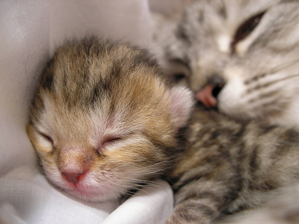 sleeping white, brown, and black short coat kitten HD wallpaper