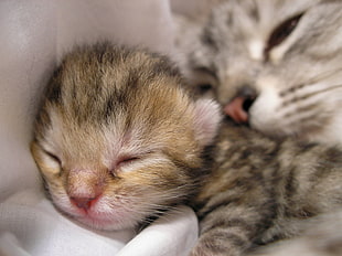 sleeping white, brown, and black short coat kitten