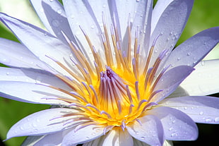 macro shot of purple and yellow flower with water droplets