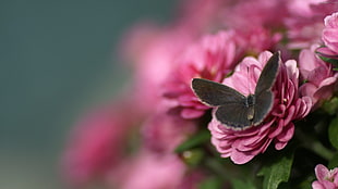 selective focus photography of Meadow brown butterfly on top of pink flower