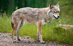Coyote beside grass field during daytime
