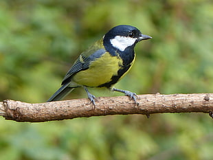 small bird perching on branch, great tit