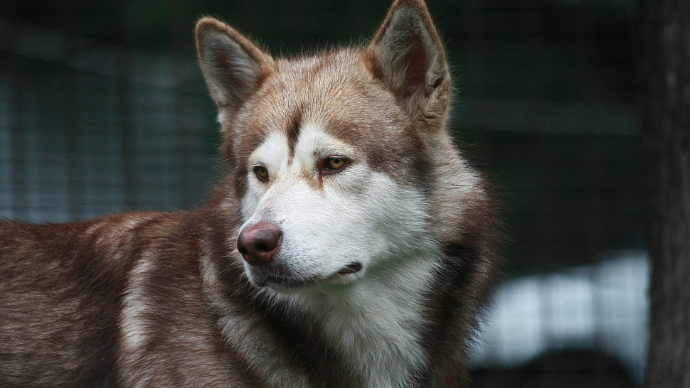 adult brown and white Alaskan malamute, dog, Siberian Husky , animals HD wallpaper