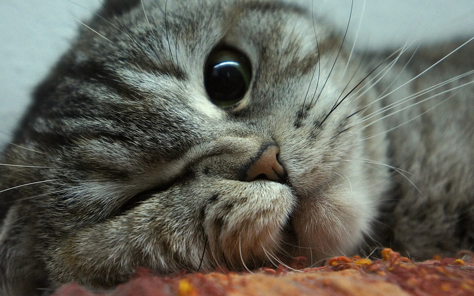 brown tabby kitten, cat, animals HD wallpaper