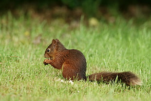 brown squirrel holding nut on grass