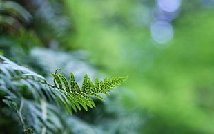 green fern plant, plants, ferns, depth of field HD wallpaper