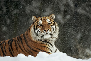 orange tiger on white snow