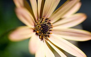 closeup photography of white daisy