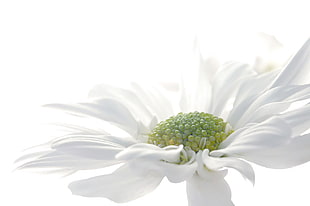 closeup photo of white petaled flower