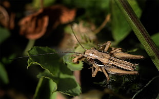 brown Grasshopper perched on green leaf HD wallpaper