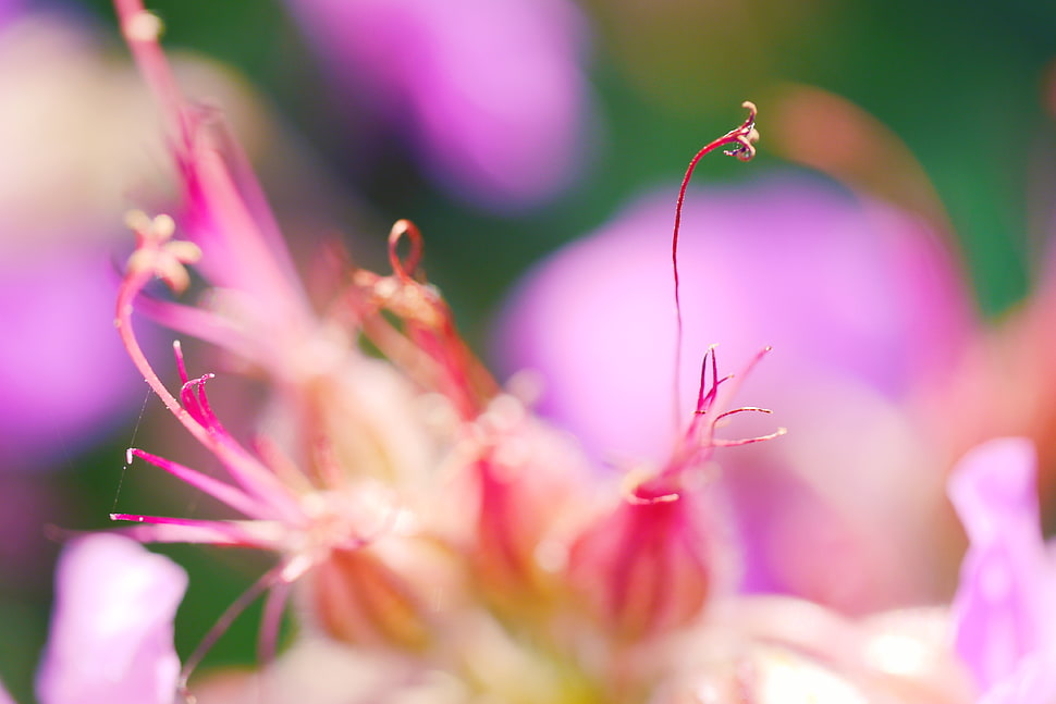 macro photography of pink plant during daytime HD wallpaper