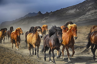 assorted color horses near mountain HD wallpaper