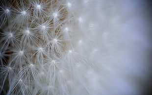 closeup photo of Dandelion flower