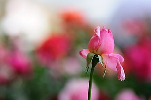 bokeh photo of pink rose