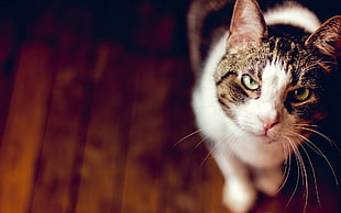 selective focus photography of white and brown tabby cat