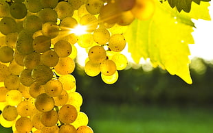 green grapes, grapes, sunlight, macro, leaves HD wallpaper