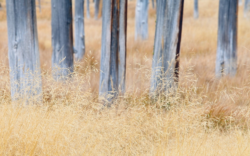 gray wooden stand on brown grass HD wallpaper