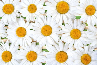 white daisies lot HD wallpaper