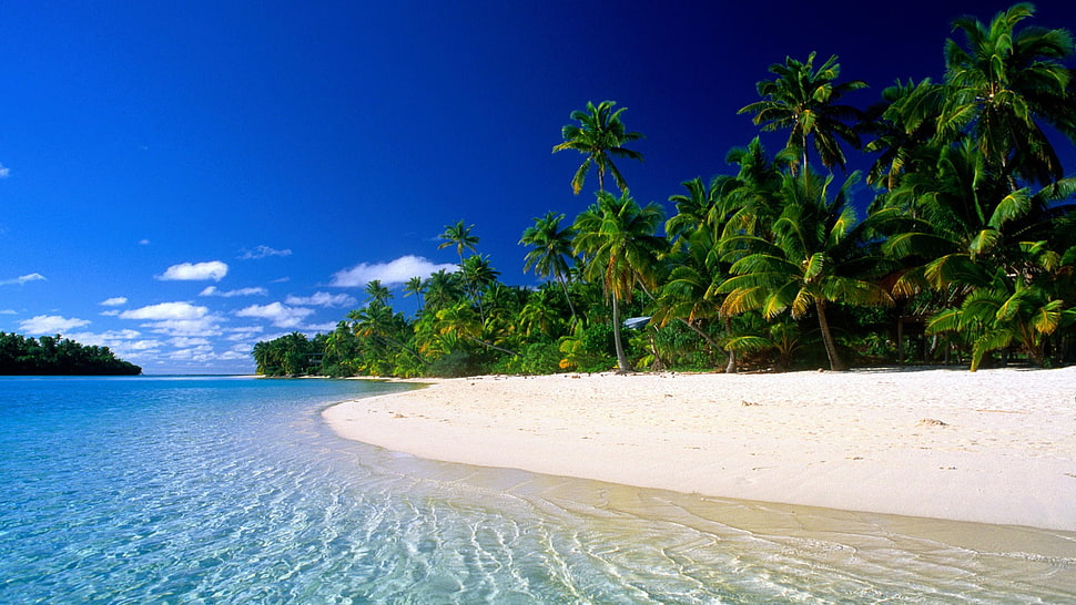 coconut trees sand beach, nature, beach, sea, landscape HD wallpaper