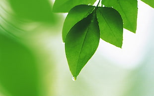 close photography of green leaf