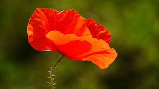 close-up photography of Shirley Poppy flower