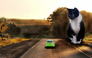 long-fur white black cat near green car