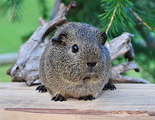 scenery of brown and black guinea pig