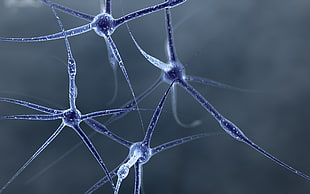 blue genetic illustration HD wallpaper