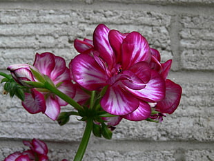 photo of pink and white flowers